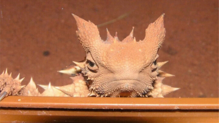 Magic Lizard: An animal that needs to be watered every day...