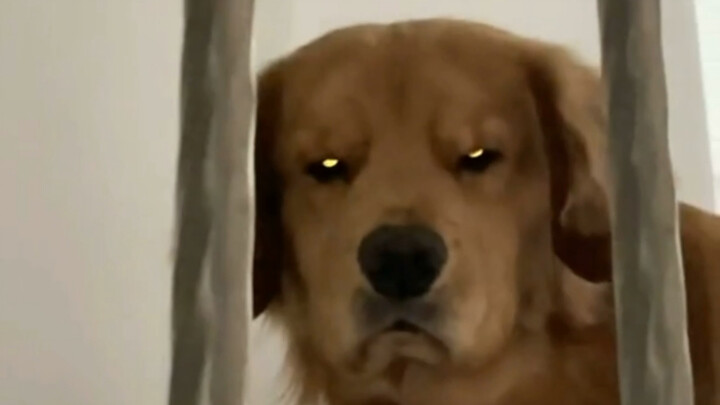 When the dog wakes up, comes out of its room, and finds everyone eating but no one calling for it…