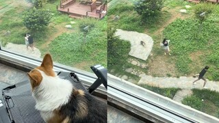 Pasangan di lantai bawah bertengkar setiap hari, anjing memberikan bantuan luar biasa kepada si pere