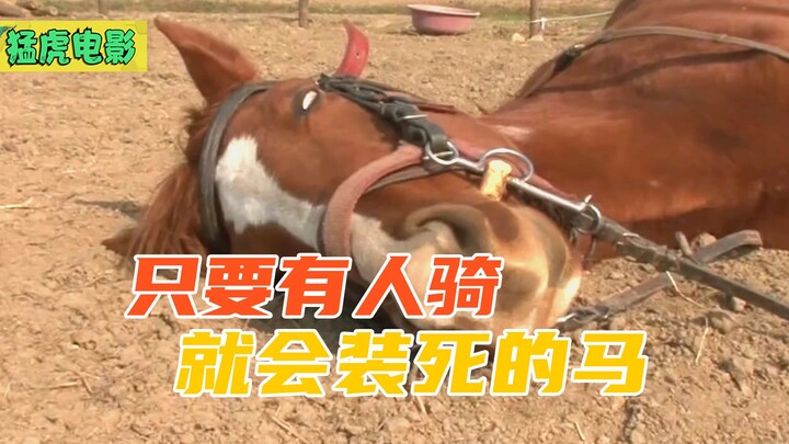 Se ekor kuda jantan berbakat akting, demi menghindari ditunggangi, ia pun berbaring di tanah pura-pu