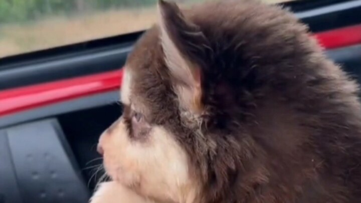 Mất bao lâu để một chú Alaska trưởng thành