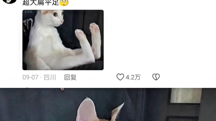 ที่แท้นี่แหละคือเท้าของแมว! 【ได้ความรู้ใหม่เลย】