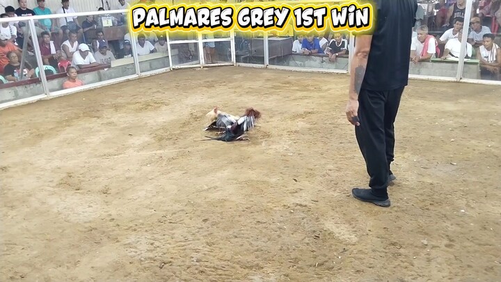 Palmares Grey 3x Winner