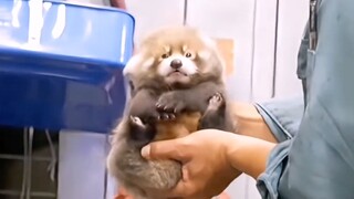 The little baby who is at the mercy of others ~ unable to resist 😂