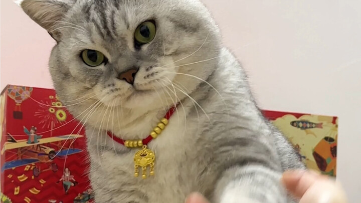 Đại Tráng không bắt tay thằng em, lại bắt tay tôi.