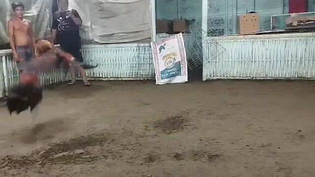 testsosr on selected stags