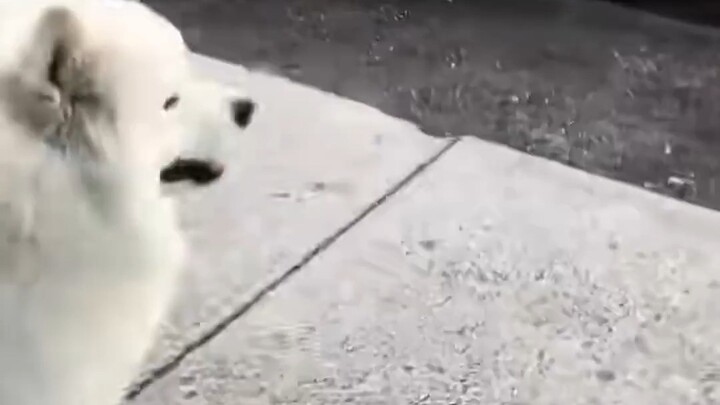 هل سيتعرف عليك الكلب بعد غياب شهر؟_1080p