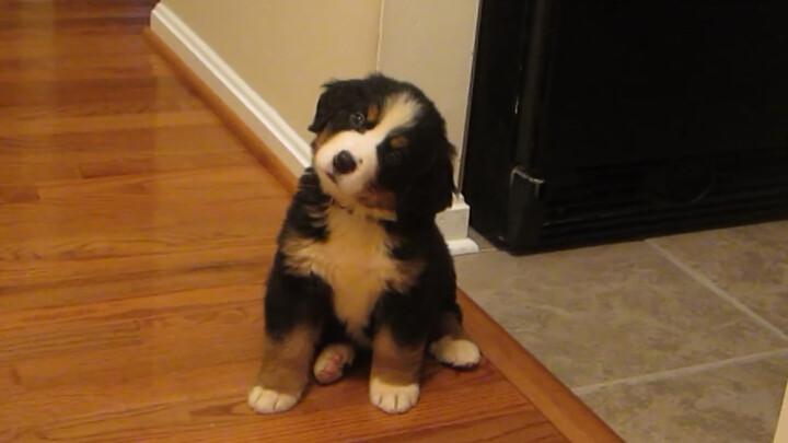 เสียงนมก็น้ำนม! ลูกสุนัข Bernese Mountain อายุ 2 เดือน น่ารักมากจนเอียงหัวด้วยความสับสนและฆ่าได้