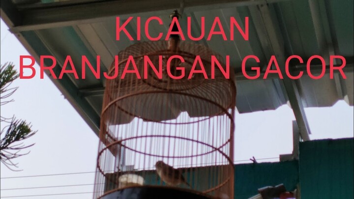 Pancingan suara burung branjangan gacor