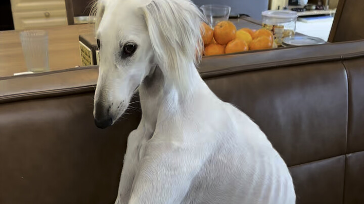 Don't easily raise a Xingtian dog