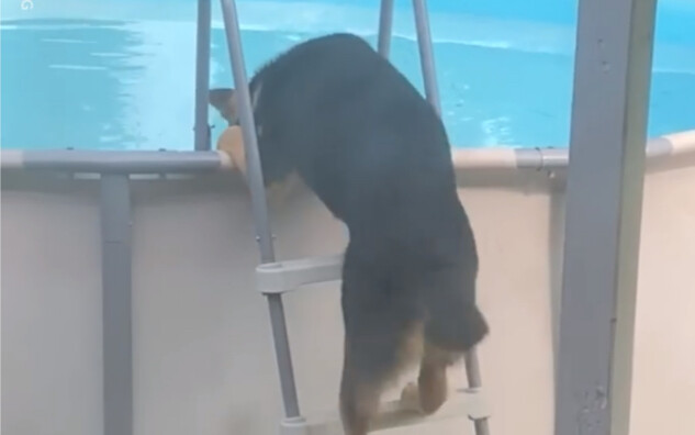Anjing Gembala Jerman yang cerdas itu, ketika menyadari tak ada yang melihatnya, suka masuk ke kolam
