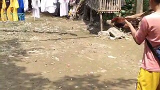 unang panalo s tupada... malaki kalaban nmin..