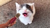 Video Kucing Lucu Banget Bikin Ngakak #13 | Kucing Paling Imut | Video Hewan Lucu