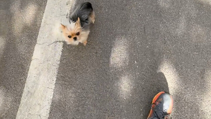 Saat Anjing Penakut dan Orang yang Takut Anjing Bertemu untuk Pertama Kalinya