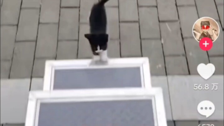 A Chinese vlogger’s cat-training video has gone viral on TikTok, with overseas commenters jokingly a