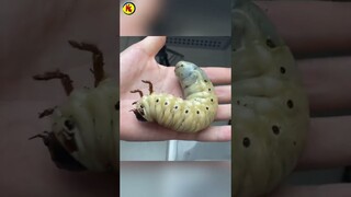 LARVA MOTHRA 2019 VERSI NYATA