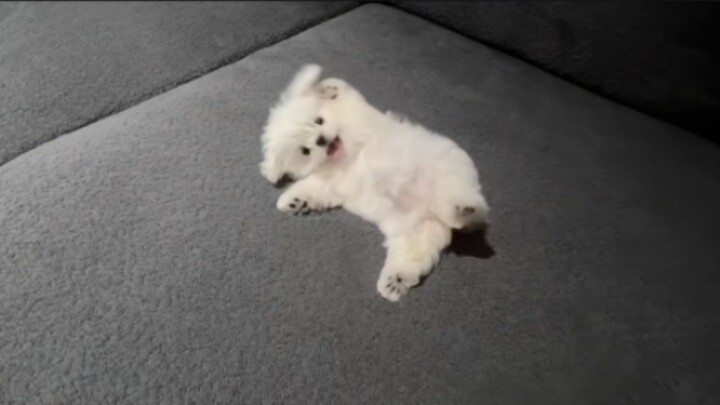 «🐶 Cảm giác hạnh phúc vỡ òa của cún con»