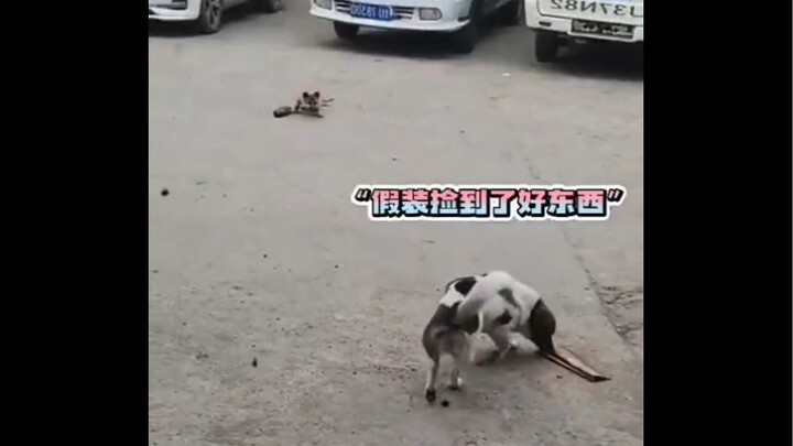 Chó con: Rảnh thì đọc thêm Binh pháp Tôn Tử.