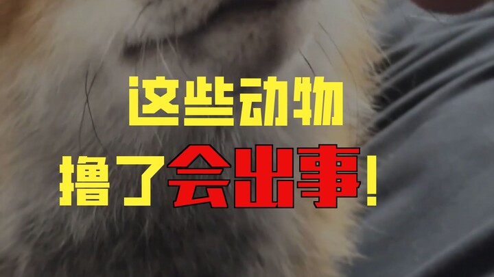 Những con vật đáng yêu này có thể vuốt ve được không?