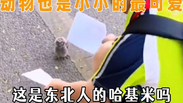 动物也是小时候最可爱，捕食都这么可爱，这是东北人的哈基米吗