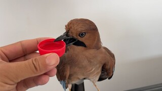 持续高温干旱，一只松鸦飞到家中求水喝