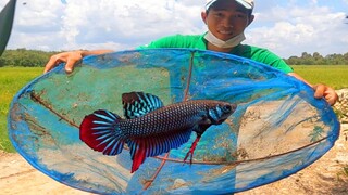 Phát Hiện Chỗ LIA THIA CHÚA Nhiều 7 Ân Vác Lưới Đi Bắt - betta fishing