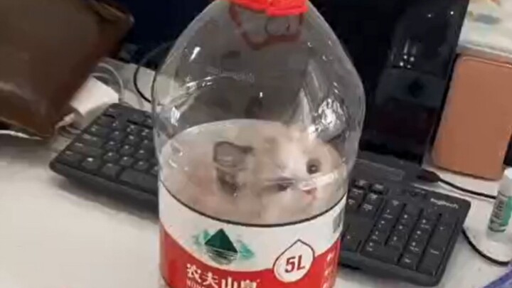 “This cat had me laughing for a full five minutes!!”