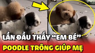 Hai bé Poodle lần đầu thấy EM BÉ, quyết tâm TRÔNG EM giúp mẹ CẢ NGÀY 😂 | Yêu Lu