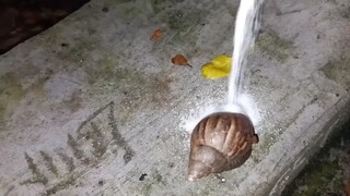 Siput Afrika Sangat Takut Garam 2.0