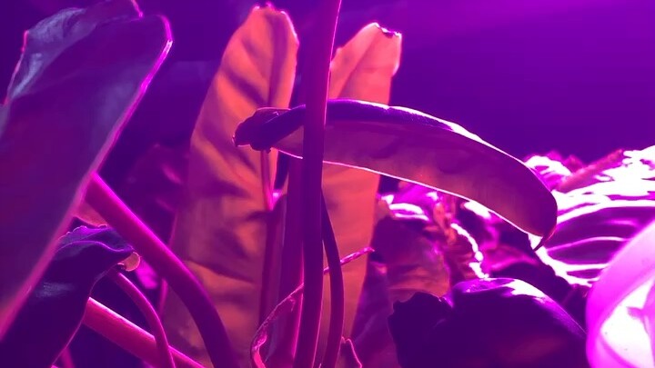 ไรแดงอะ