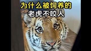 เกร็ดความรู้น่าสนใจเกี่ยวกับเสือ