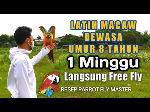 LATIH BURUNG MACAW DEWASA,  LANGSUNG FREE FLY RESEP ALA PARROT FLY MASTER