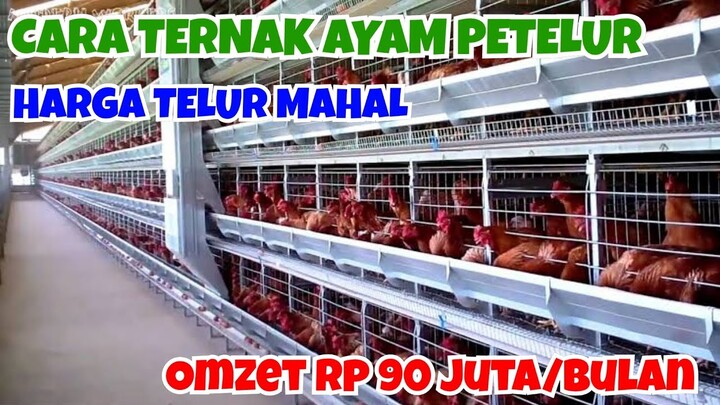 TERNAK AYAM PETELUR,  RAUP OMZET RP 90 JUTA PER BULAN, MILENIAL INI SUKSES TERNAK AYAM PETELUR.