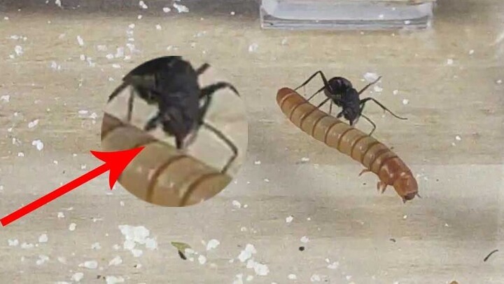 Một con kiến chiến đấu chống lại một con giun ăn! Không thể tin được!