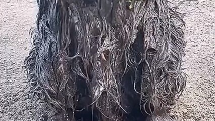 Went out for a few minutes—no regrets! #BorderCollie #CutePetDailyVlog