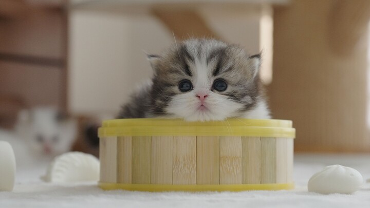 Tolong kasih makan si kucing cepetan~