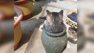 Mèo và những biểu cảm khó đỡ 2