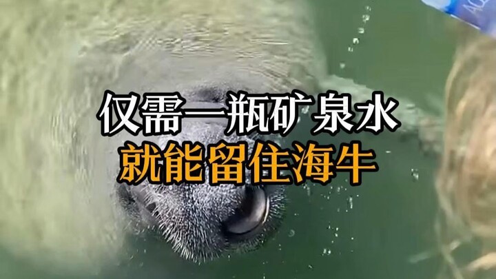 Dugong: A marine creature that, despite living in the sea, can still die of thirst.