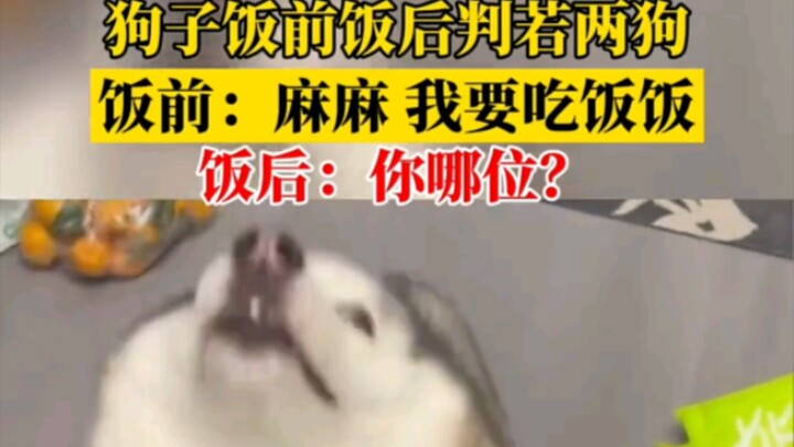 ก่อนกินข้าวเจ้าหมาเปลี่ยนเป็นคนละตัว ตอนก่อนกิน: “แม่จ๋า หนูอยากกินข้าว” หลังกิน: “คุณเป็นใคร?”