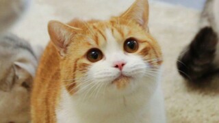 A cat influencer earns millions annually, and his owner is so overwhelmed that he moves into a 130m²