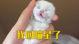 小奶猫的最后一个视频，它的生命只有短暂5天！