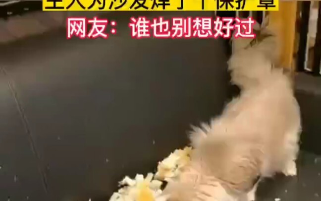 When the kitten starts wrecking the house, the owner welds a protective shield for the sofa — netize