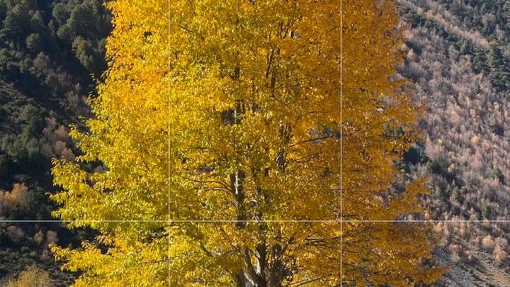 Chụp với cây lớn thế này đúng là đậm chất氛 lắm luôn!