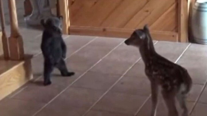 【الطبيعة الممتعة】 قبيلة الدببة لن تكون أبدًا عبيدًا