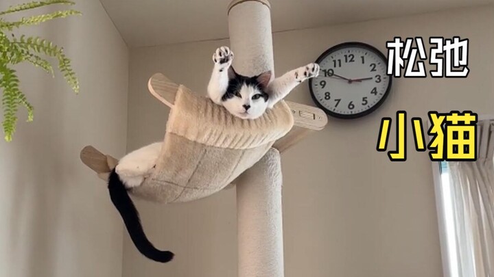 Those wonderful animal videos!