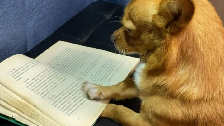 How to Raise a Well-Behaved, Polite Dog