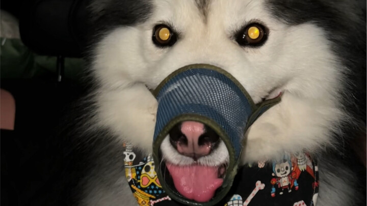 Kena gigit anjing besar, orang yang jalanin anjing tanpa tali pengikat itu memang menyebalkan!