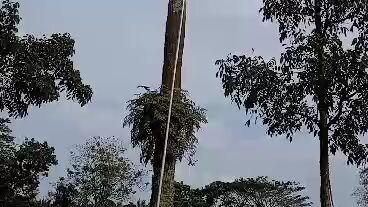 egrek sangkut