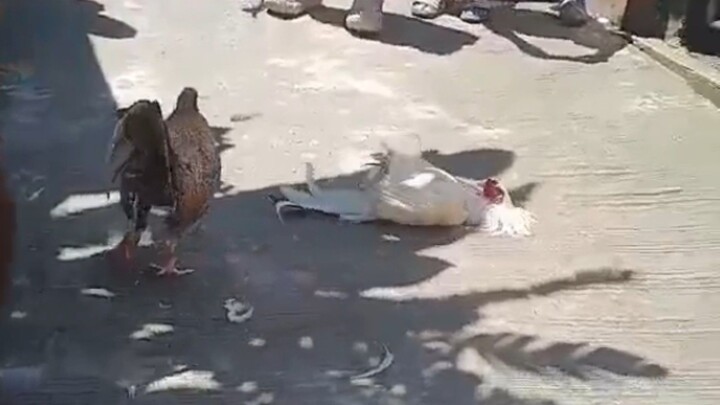 Bulik vs Sinibalang UNLI break