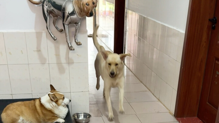 When the dog is at its most helpless, give it a bowl of meat.